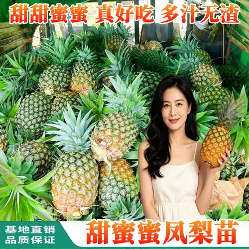 甜蜜蜜凤梨苗纯甜四季可种盆栽