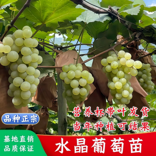 水晶葡萄树苗爬藤葡萄树苗庭院盆栽无籽水晶葡萄苗南北方当年结果
