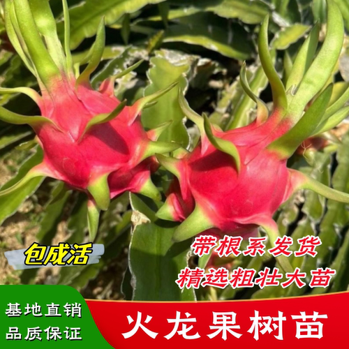 火龙果树苗嫁接盆栽耐寒当年结果