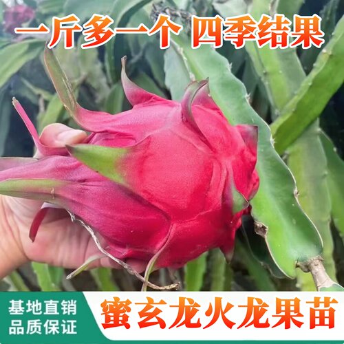 红心火龙果树苗蜜玄龙火龙果苗树