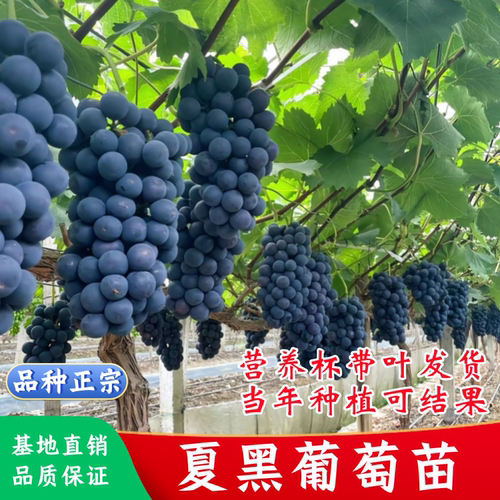 夏黑葡萄苗庭院盆栽无籽葡萄树苗耐寒南北方爬藤种植当年结果包邮
