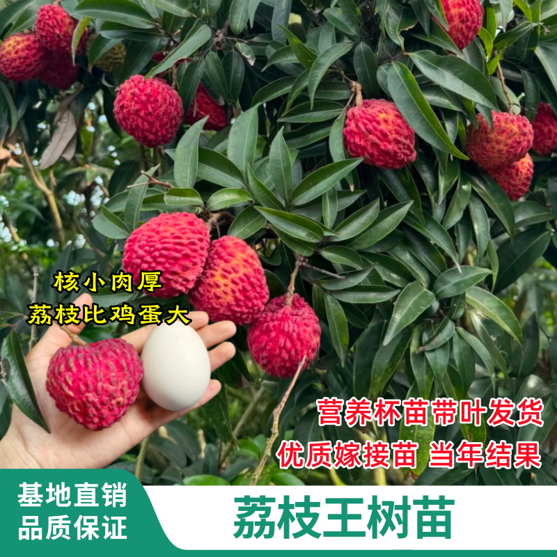 荔枝王树嫁接苗南方耐寒盆栽结果