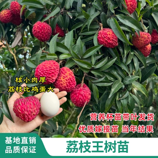 新品种海南荔枝王苗火山岩荔枝王树嫁接苗无核荔枝果树苗当年结果