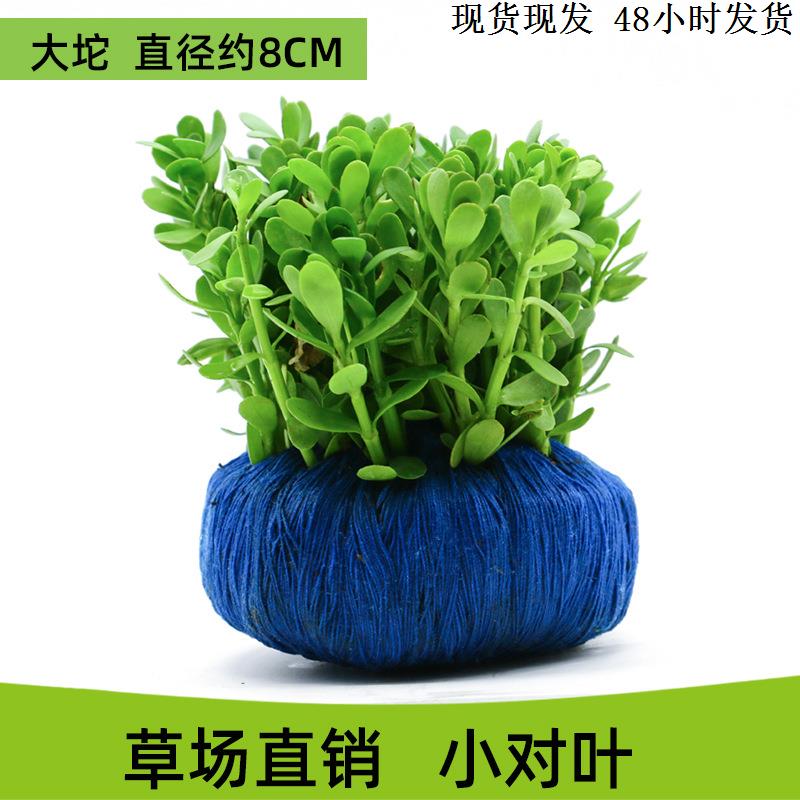 小鱼缸造景全套成品绿菊小坨草缸