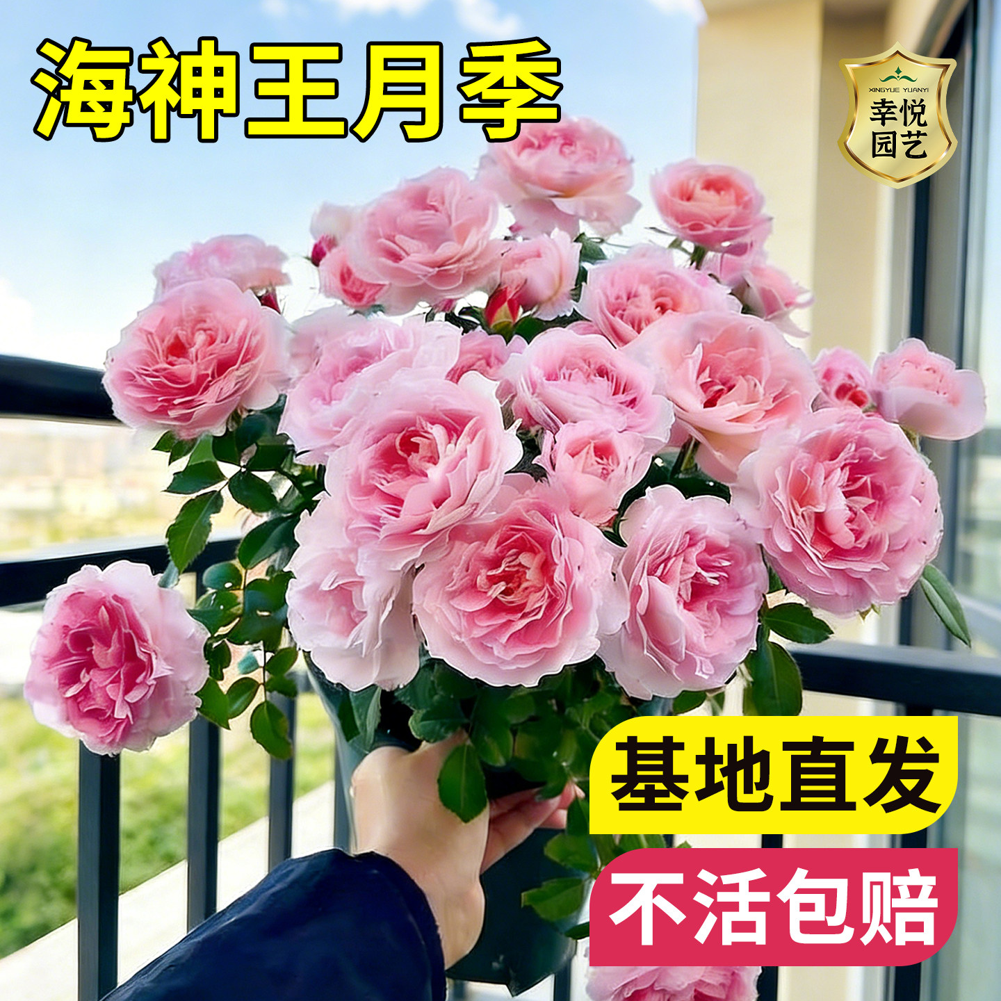 灌木月季大全果汁阳台盆栽红果汁月季特大花粉龙沙宝石室内四季开