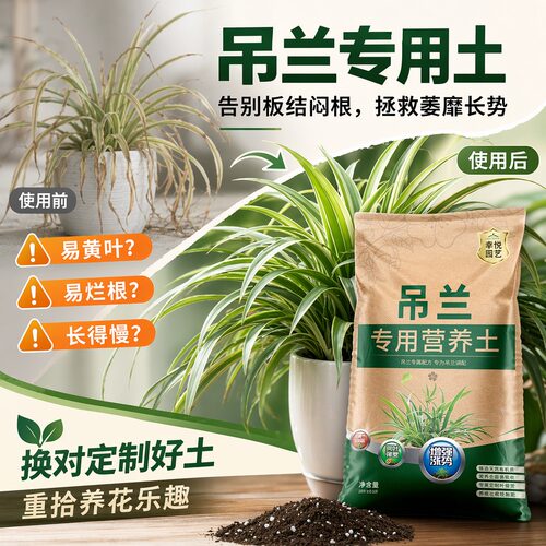 吊兰专用营养土金边油画金鱼吊兰