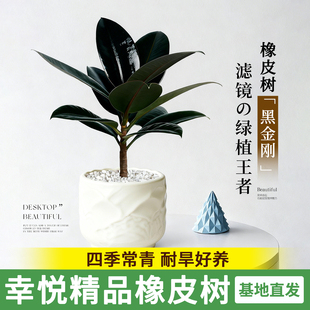 黑金刚盆栽橡皮树绿植室内客厅家养净化空气网红植物桌面好养盆景