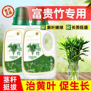 富贵竹专用营养液水培植物生根竹子观音竹转运竹营养液治叶子发黄