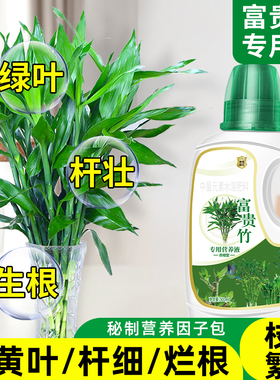 富贵竹专用营养液治叶子发黄转运竹节节高文昌竹水竹水培植物生根