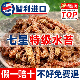 智利进口七星水苔毛毛虫干苔藓兰花营养土乌龟冬眠垫材蝴蝶兰专用