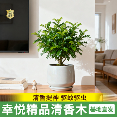 正宗清香胡椒木盆栽花卉室内驱虫驱蚊草绿植物树苗老桩盆景九里香