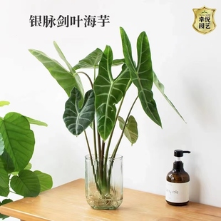 银脉剑叶海芋水培热带绿植室内办公桌植物大仙好养