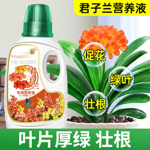 君子兰营养液肥料花肥开花素促箭专用肥治不开花拔箭催花有机肥