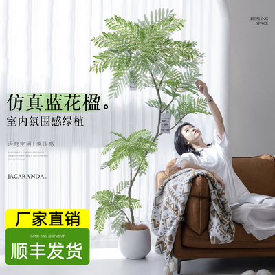 蓝花楹绿植室内大型盆栽办公室高级感植物客厅落地式真花四季好养