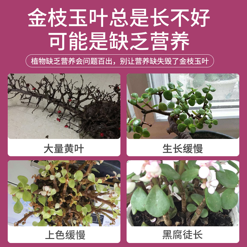 金枝玉叶专用肥营养液开花变色出锦肥料多肉怎么养植物水养通用型