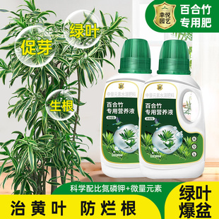 百合竹营养液金边百合竹专用肥料治叶子发黄养护绿植水溶液体肥