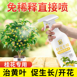 桂花树专用营养液促花爆花肥四季 桂花树肥料专用肥黄叶干尖枯叶病