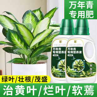 万年青营养液翡翠银皇后玛丽安鸟巢蕨黑美人专用肥料水培植物