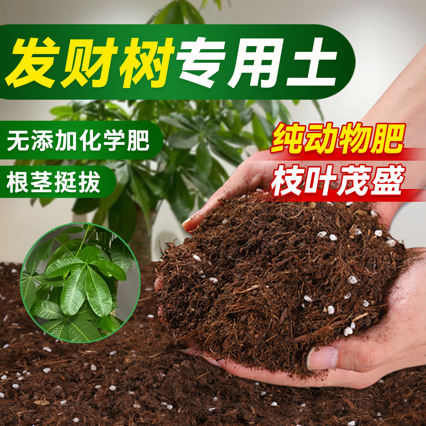 种植发财树专用营养土