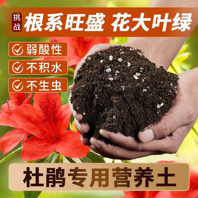 杜鹃花专用营养土花色好花期长图片