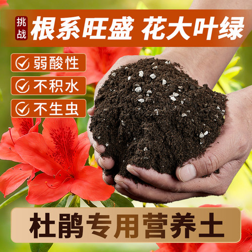 杜鹃花专用营养土花色好花期长