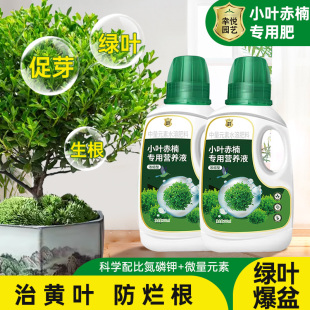 小叶赤楠营养液花肥金丝楠木唐枫小叶紫檀盆景专用肥料水溶液体肥