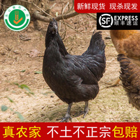 新鲜新款浙江省瑶塘生山林乌鸡两年现货供应龙游农家散养母鸡现杀