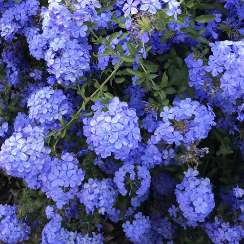 种花王大爷 蓝雪花苗盆栽植物开花易养阳台花卉庭院花园爬藤耐热