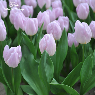 5度球种球花卉地栽花卉植物耐寒 糖果王子 种花王大爷 郁金香