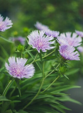 种花王大爷 琉璃菊花卉盆栽阳台庭院装饰花型美观夏季紫色植物