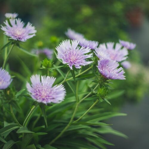 种花王大爷琉璃菊花卉盆栽