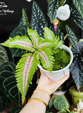 种花王大爷 三色凤尾蕨蕨类植物客厅室内观叶绿植常绿