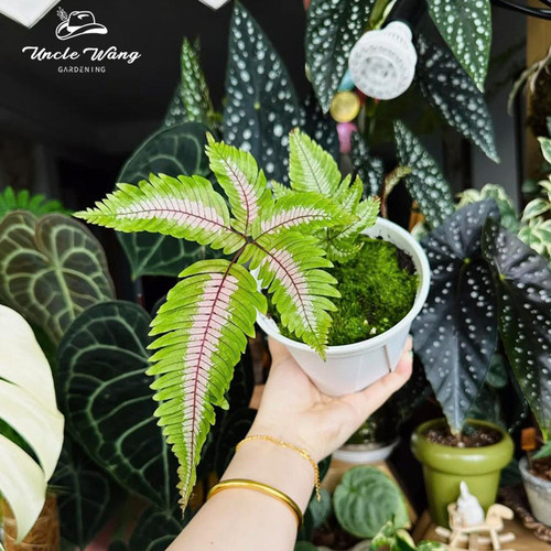 种花王大爷 三色凤尾蕨蕨类植物客厅室内观叶绿植常绿