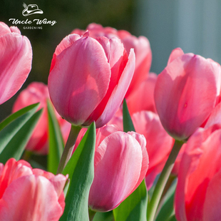 5度球种球花卉地栽花卉植物耐寒 粉色印象 种花王大爷 郁金香