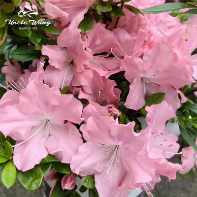 种花王大爷 安酷杜鹃豆蔻盆栽花卉多年生庭院阳台花卉室外植物