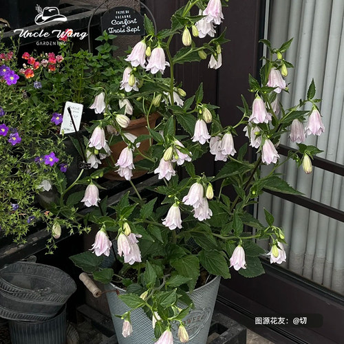 风铃草庭院种花王大爷
