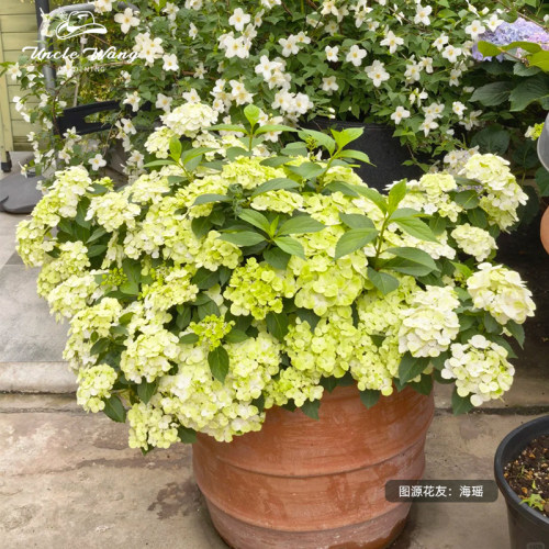 种花王大爷 大花绣球水晶灯花苗耐寒四季花卉庭院阳台地栽