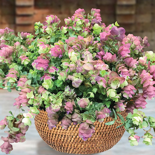 种花王大爷牛至折纸画多年生