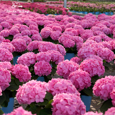 种花王大爷 大花绣球 迪娃 花苗盆栽多年生阳台庭院花卉植物