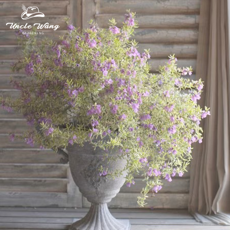 种花王大爷 澳洲迷迭香多年生香草植物提神趣味阳台驱虫好养