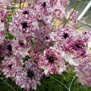 种花王大爷 巨星花毛茛花卉盆栽苗多年生阳台花园庭院盆栽