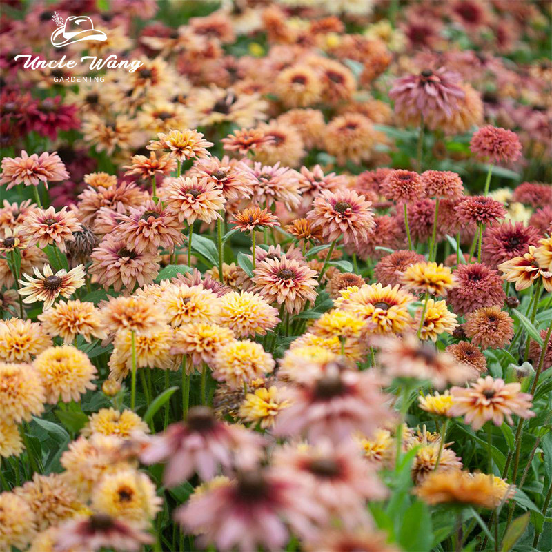种花王大爷 撒哈拉金光菊花卉盆栽阳台庭院地栽切花植物花期长,鲜花速递/花卉仿真/绿植园艺,时令草本花卉,淘宝优惠券,粉丝福利购,淘宝优惠卷