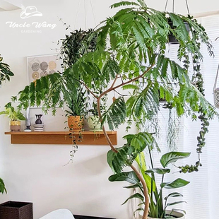 种花王大爷 密叶猴耳环1加仑盆栽多年生植物室内观叶绿植盆栽