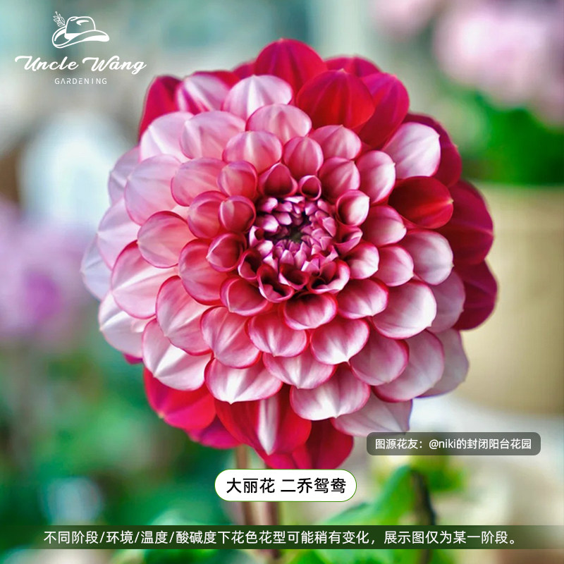 种花王大爷 大丽花二乔鸳鸯种球阳台庭院种植多年生花卉花期长图片