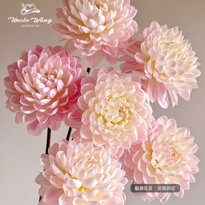 种花王大爷 大丽花凯尔盖安盆栽阳台庭院种植多年生花卉花期长