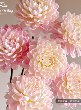 种花王大爷 大丽花凯尔盖安盆栽阳台庭院种植多年生花卉花期长