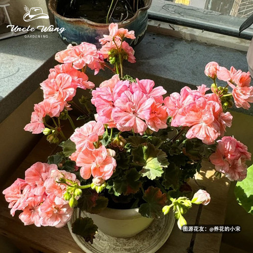 室内植物天竺葵好养阳台室内