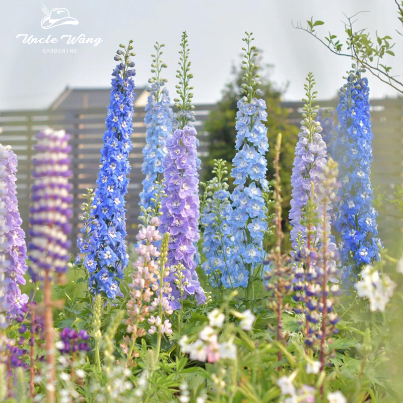 种花王大爷大花飞燕草盆栽