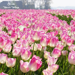 5度球种球花卉地栽花卉植物耐寒 头等舱 种花王大爷 郁金香