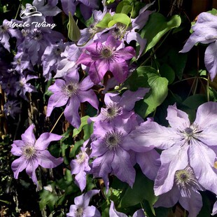 种花王大爷 铁线莲盆栽苗多年生藤本花卉皇后爬藤植物庭院花卉